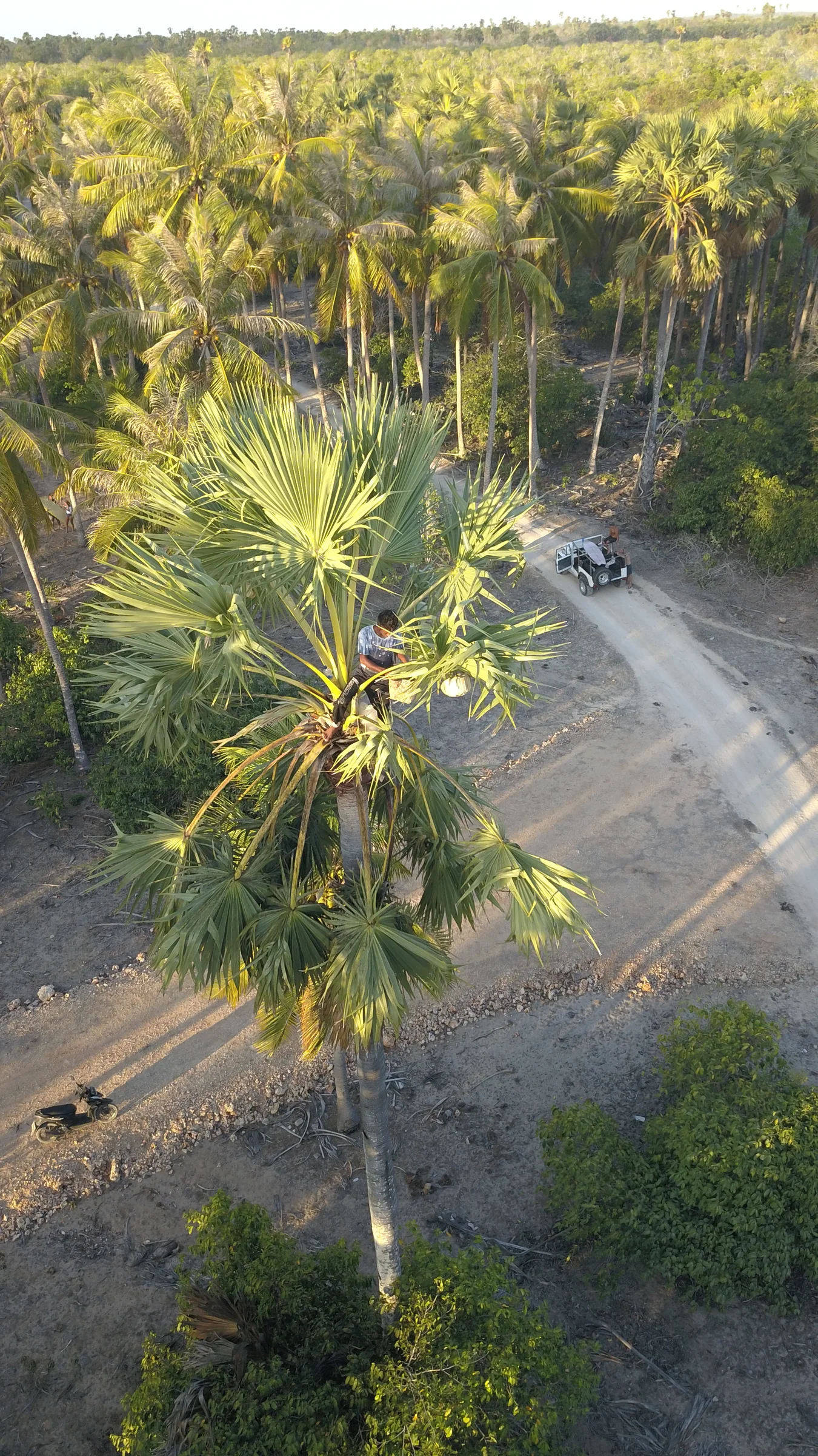Palm groves and an island road in Rote